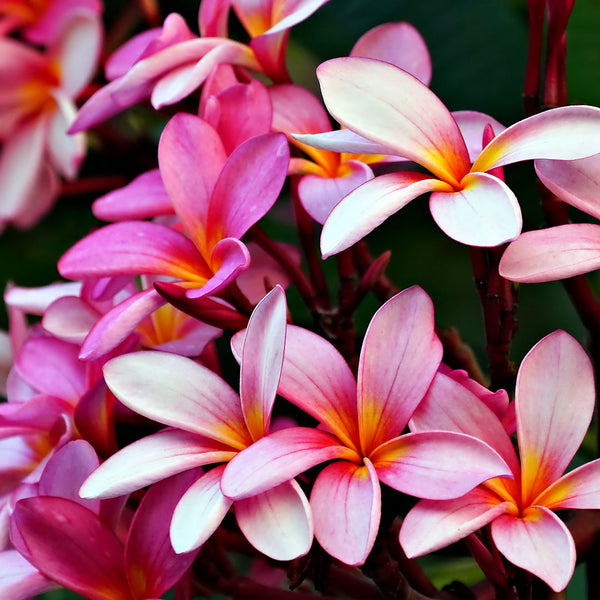 Beautiful deep and light pink frangianis scientifically known as Plumeria rubra create NATIVE EXTRACTS Frangipani Cellular Extract