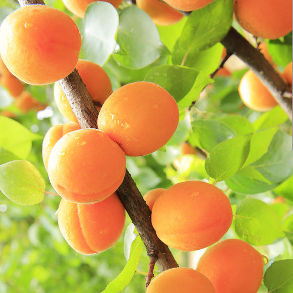 Apricot Cellular Extract