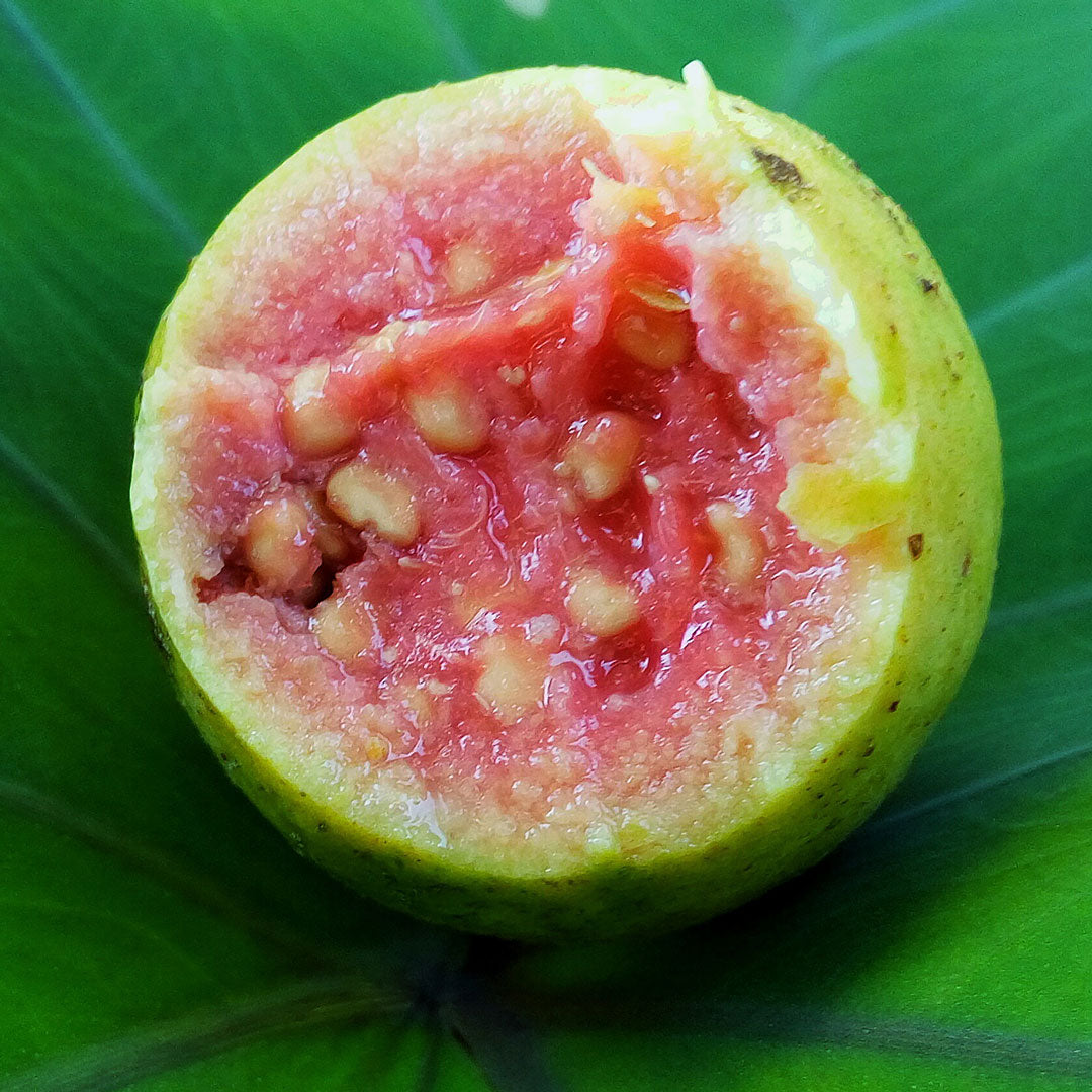 Guava Cellular Extract – NATIVE EXTRACTS