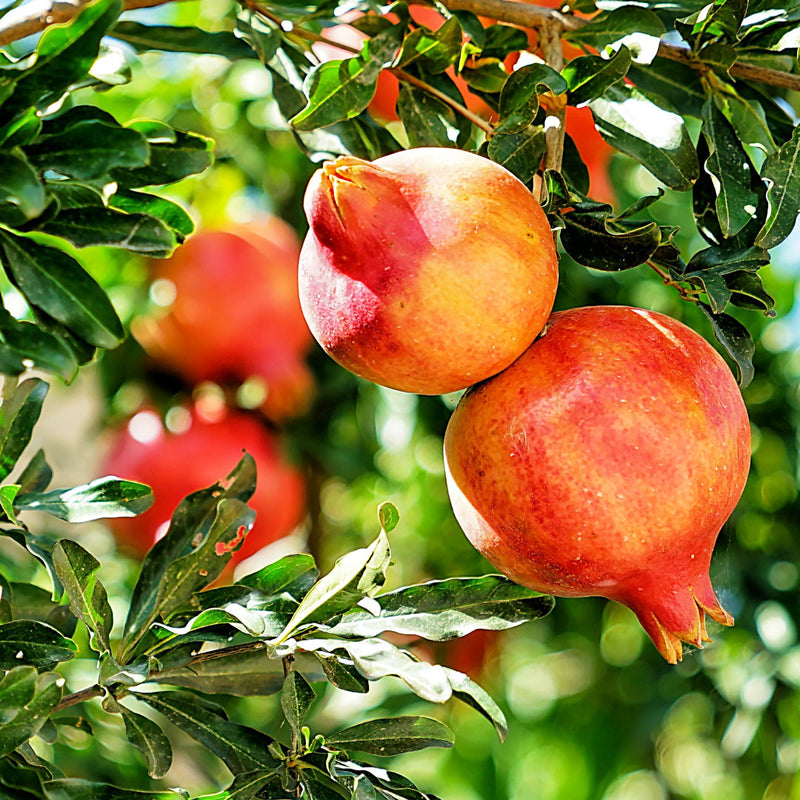 The Pomegranate (Punica granatum), has round orange and red fruit that grows on trees, and is used to create theNative Extracts Pomegranate Cellular Extract.
