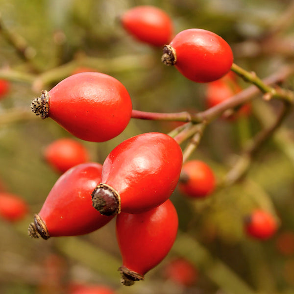 The red fruit of the Rosehip plant (Rosa canina) are used to create the Native Extracts Rosehip Cellular Extract.