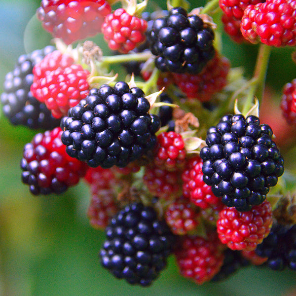 Ripe and semi ripe blackberries also known scientifically as Rubus fruticosus