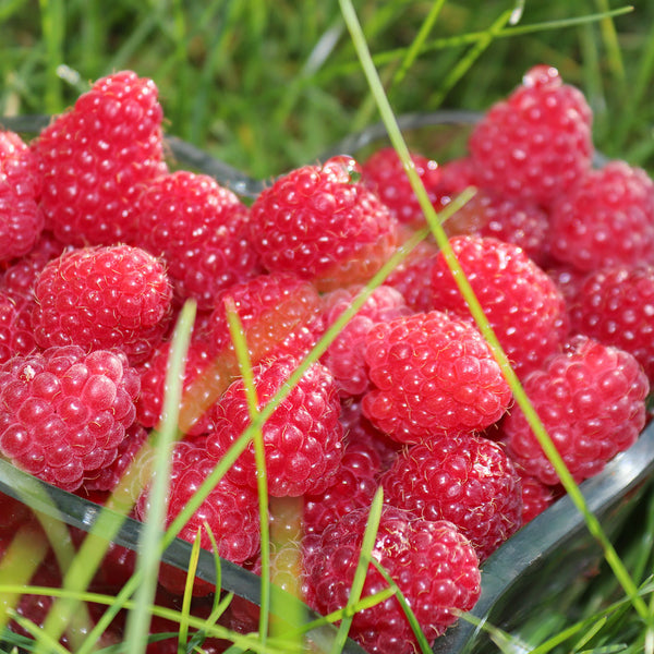 Raspberry Cellular Extract