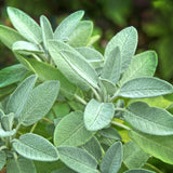 Sage Cellular Extract