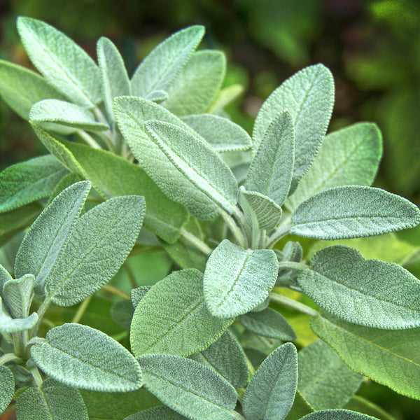 The Sage plant, (Salvia officinalis), is light green in colour, with leaves that are soft to touch, and is used to create the Native Extracts Sage Cellular Extract.
