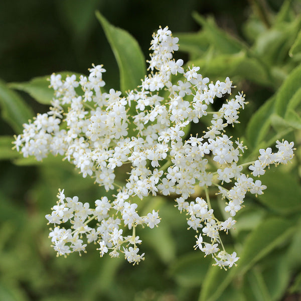 Dainty white Elderflowers scientifically known as Sambucus nigra create NATIVE EXTRACTS Elderflower Cellular Extract