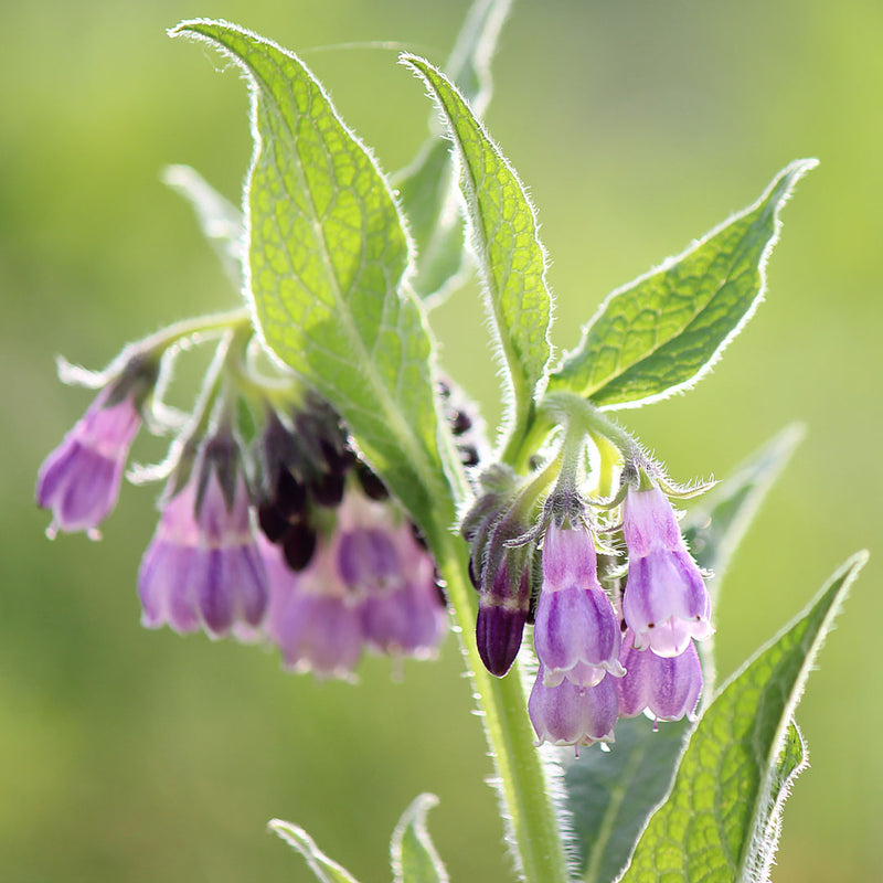 Comfrey plant with light purple flowers growing wild, scientifically known as Symphytum officinale