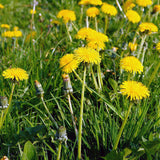 Danelion stems capped with bright yellow flowers growing wild