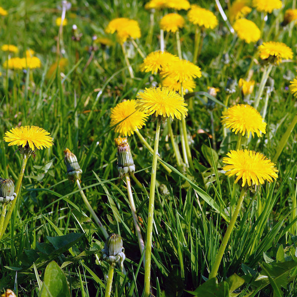 Danelion stems capped with bright yellow flowers growing wild