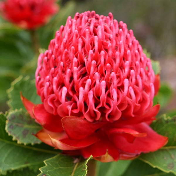 Close up of bright red petals of the Australian Waratah flower