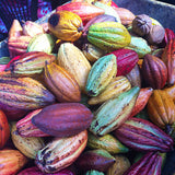 Fresh Cacao pods, green, purple, pink and yellow in colour