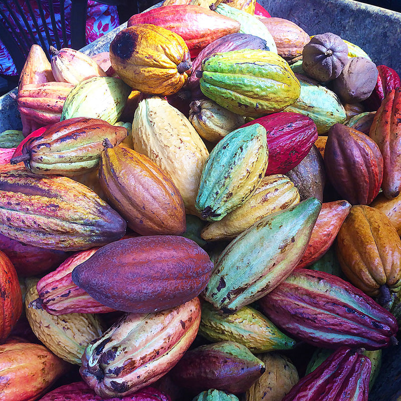 Fresh Cacao pods, green, purple, pink and yellow in colour