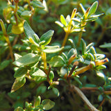 Thyme leaves (Thymus vulgaris), are small, green, and clustered on stems, and are used to create the Native Extracts Thyme Cellular Extract.