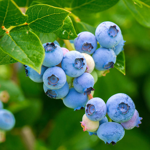 Cluster of bright blue/purple blueberry fruit growing, scientifically named Vaccinium corymbosum