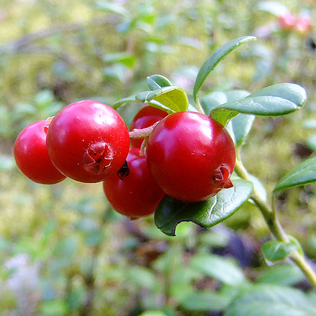 Cranberry Cranberry Cellular Extract – NATIVE EXTRACTS