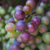 CLose up of bunch of grapes growing on a vine, scientifically known as Vitis vinifera creates NATIVE EXTRACTS Grape Cellular Extract
