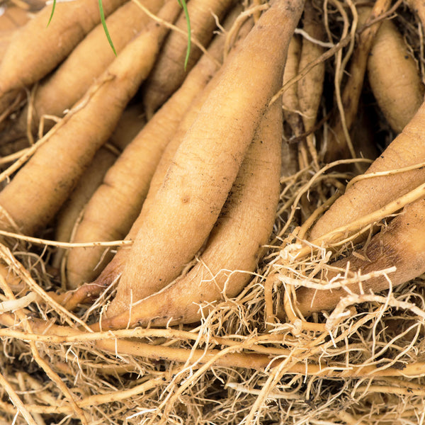 Close up of Shativari root also know as Asparagus Shativari Root