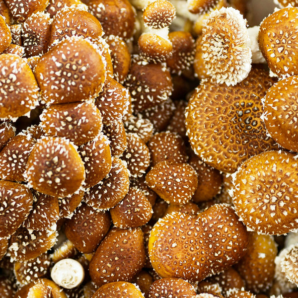 The Shiitake Mushrooms, (Lentinus edodes), is a mushroom plant that is white and light brown in colour and is used to create the Native Extracts Shiitake Mushroom Cellular Extract.