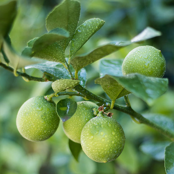 Ripe lime fruit handing from a branch with raindrops, also known as Citrus aurantifolia