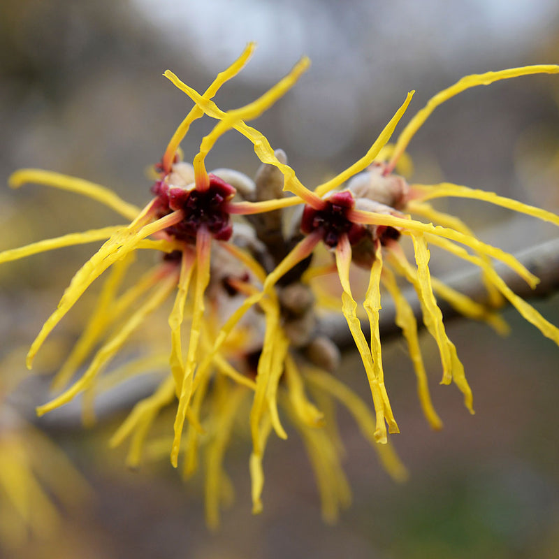 Witchhazel Cellular Extract