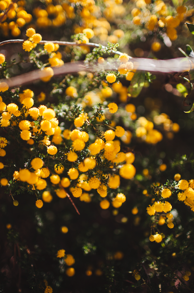 NATIVE EXTRACTS | True to Nature Botanical Extract Manufacturer