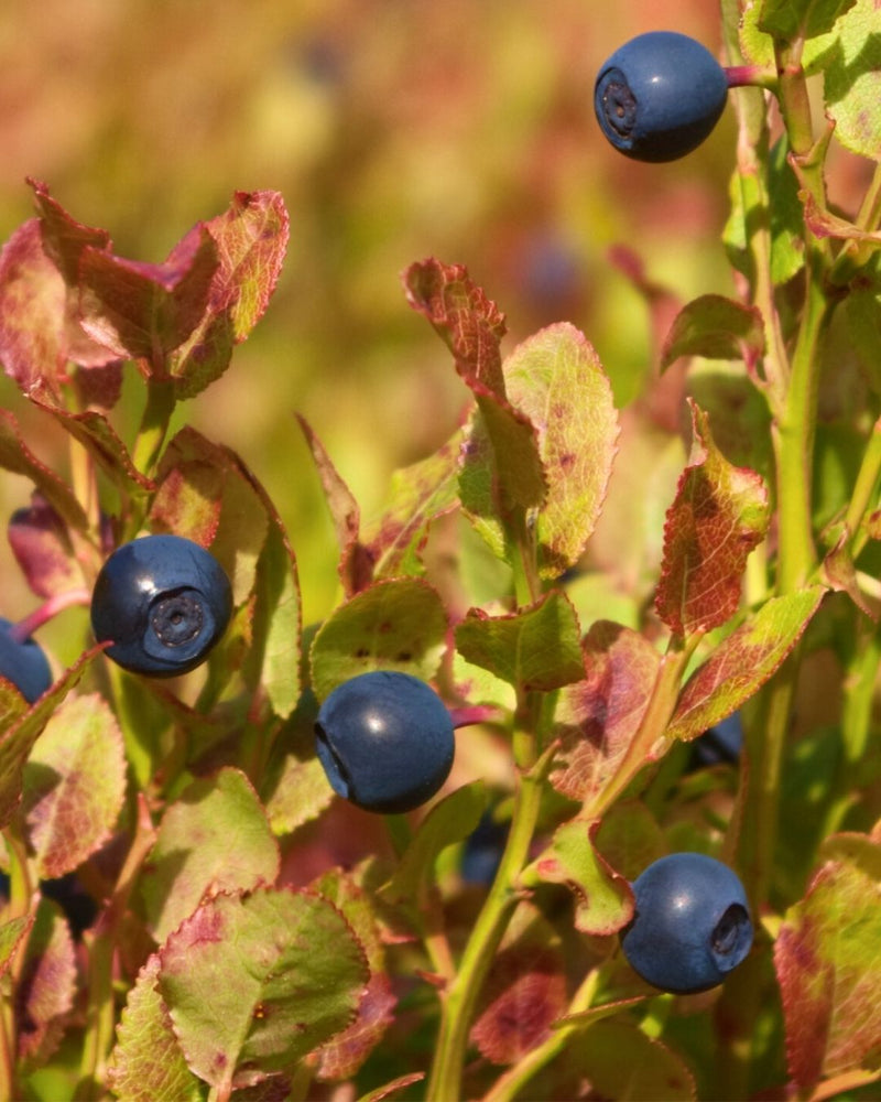 Bilberry Cellular Extract