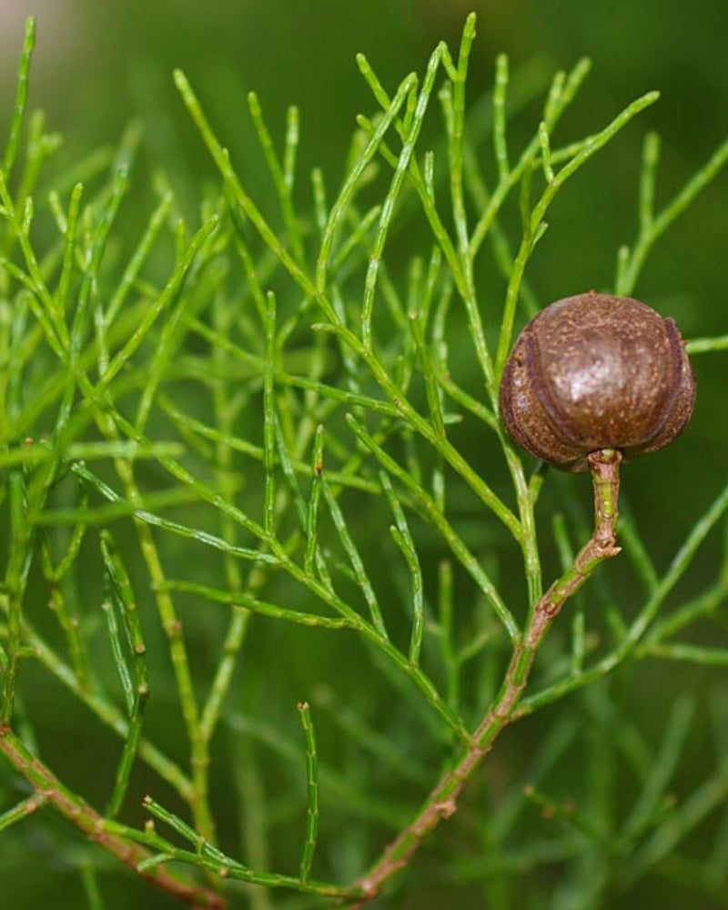 Blue Cypress Leaf Cellular Extract