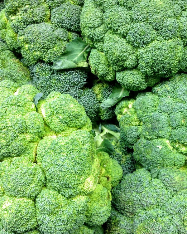 Close up of the tops of the Broccoli vegetable, beautiful bright green, scientifically named Brassica oleracea italica