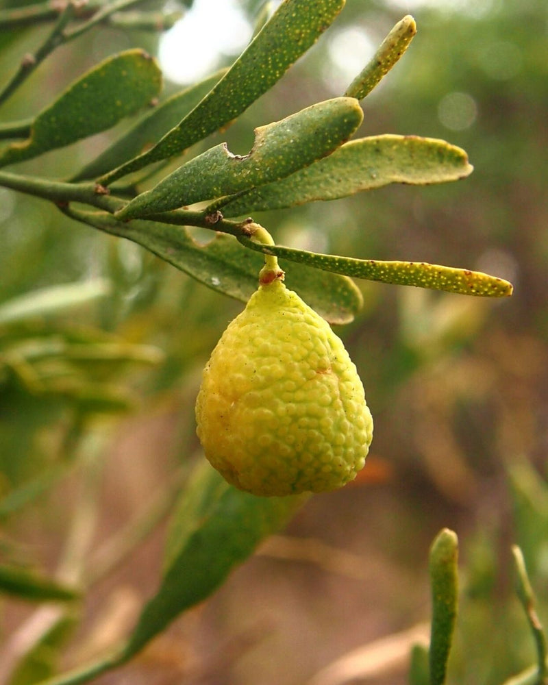 Desert lime growing, small round light yellow green in colour the size of a small grape