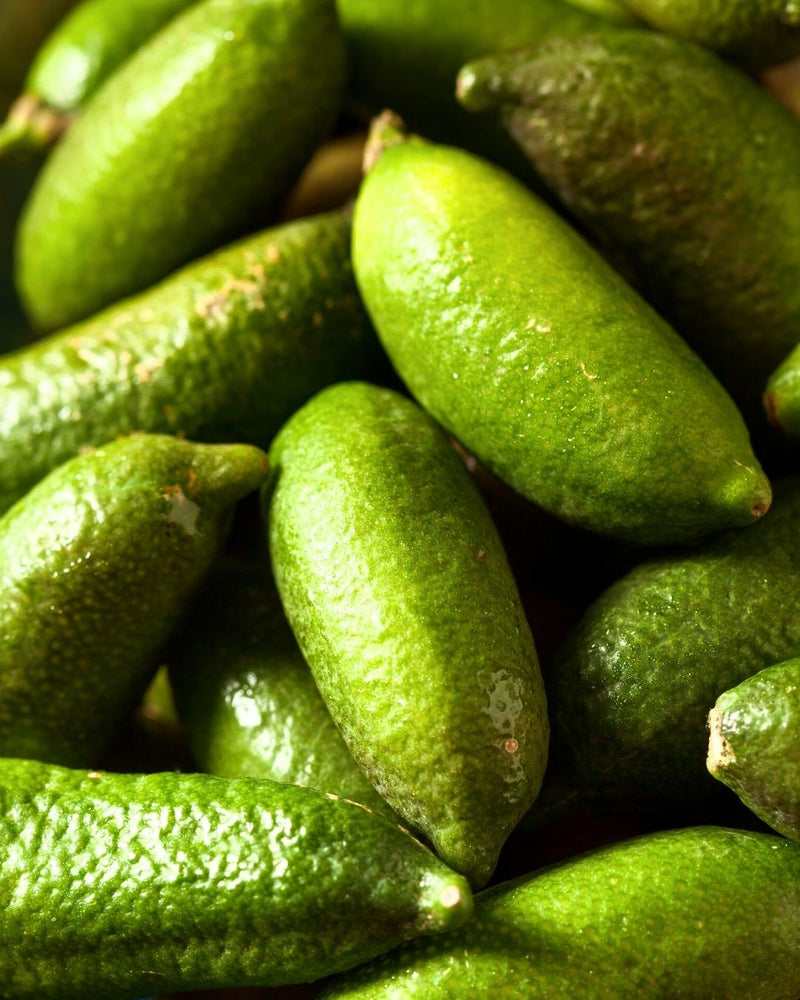 Bright green Finger limes scientifically known as Citrus australasica create NATIVE EXTRACTS Finger Lime Fruit essenXce