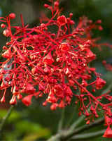 Bright red bell shaped flame tree flowers scientifically known as Brachychiton acerifolius create NATIVE EXTRACTS Flame Tree Cellular Extract