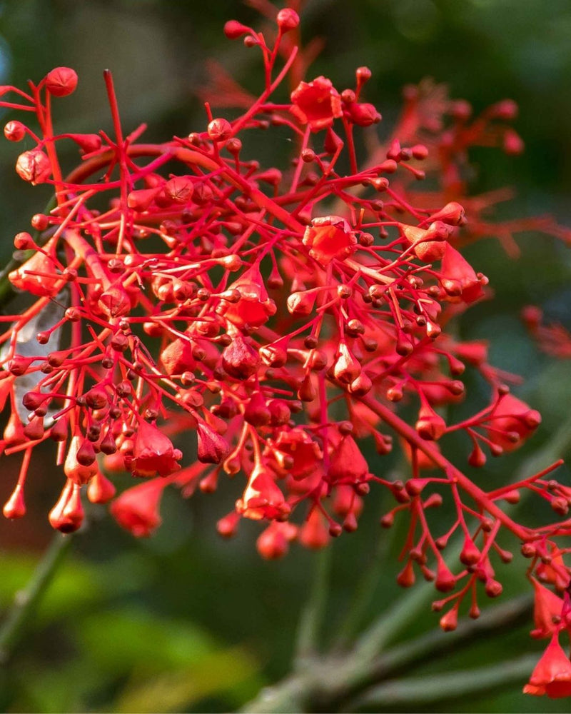 Bright red bell shaped flame tree flowers scientifically known as Brachychiton acerifolius create NATIVE EXTRACTS Flame Tree Cellular Extract