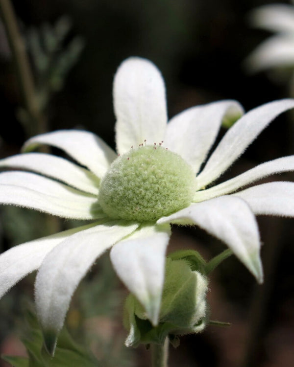 Flannel Flower Cellular Extract