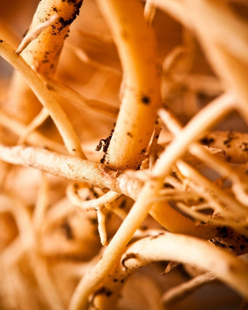 Close up of the Siberian Ginseng roots, scientifically known as Eleutherococus senticosus creates NATIVE EXTRACTS Ginseng (Siberian) Cellular Extract