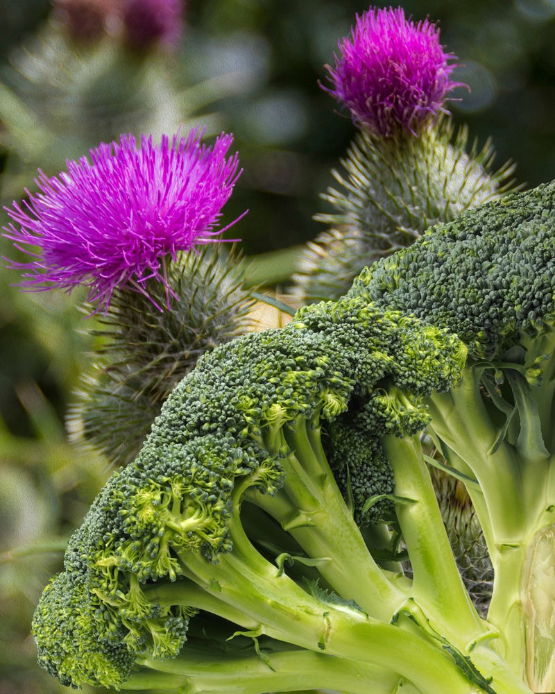 Broccoli head (Brassica oleracea italica) and milk thistle (Silybum marianum) flower bright pink in colour,  created NATIVES EXTRACTS Green Duo Cellular Extract
