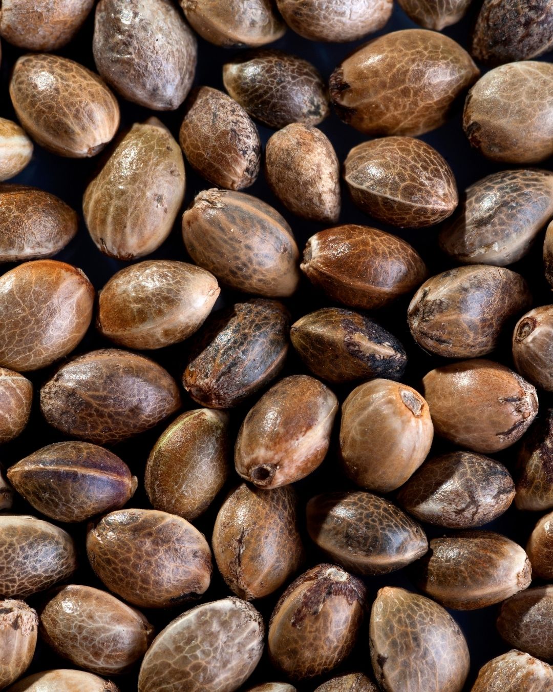 Hemp Seed Oil – NATIVE EXTRACTS