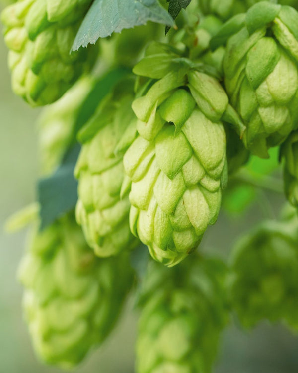 Hops Cellular Extract