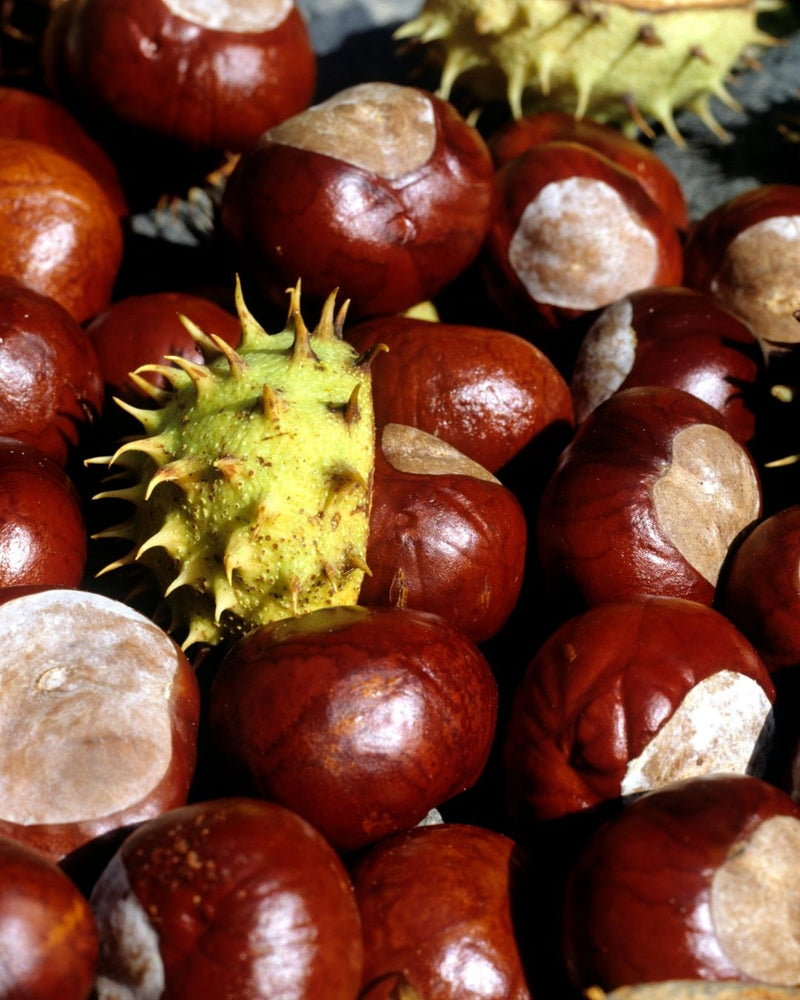 Horsechestnut Cellular Extract