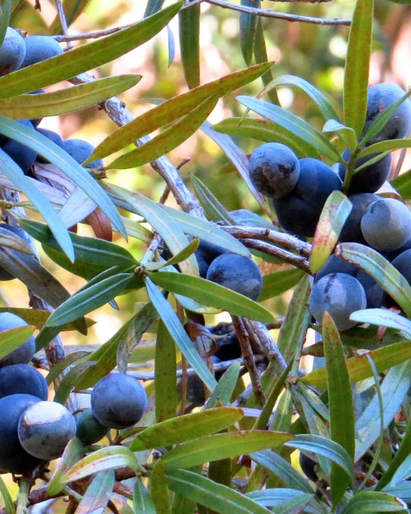 Illawarra Plum Cellular Extract