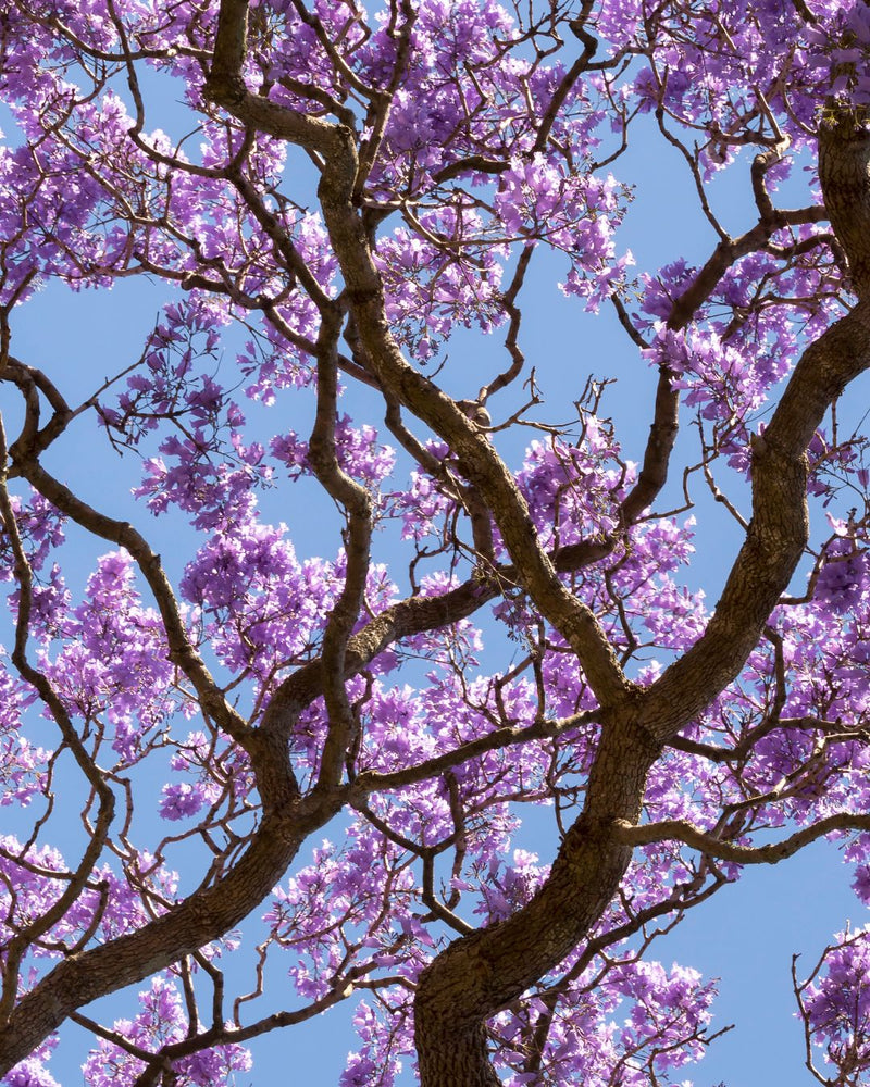 Jacaranda Flower Cellular Extract