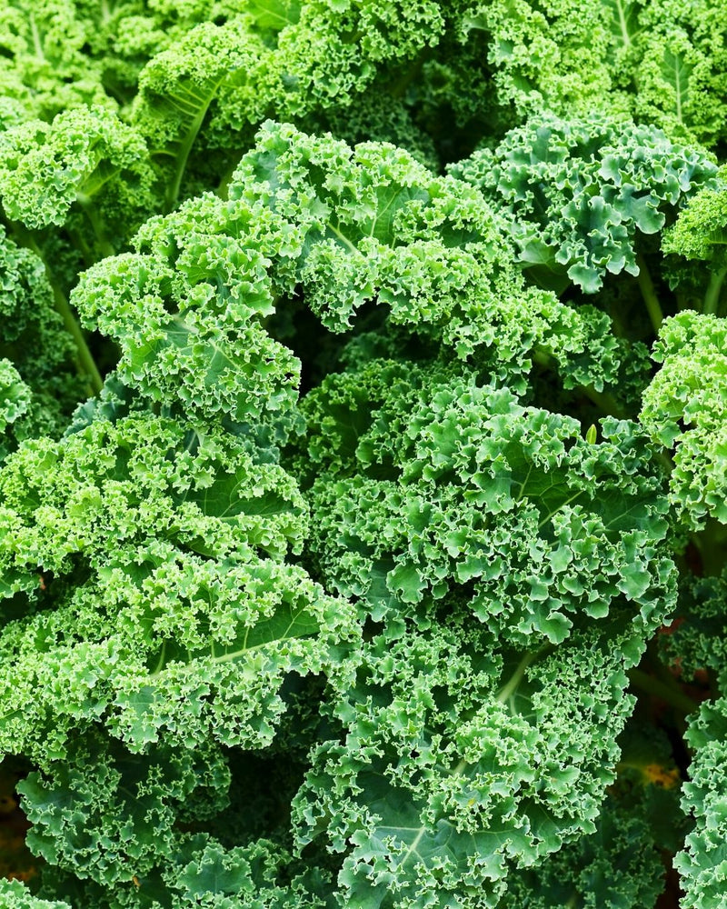 Kale Cellular Extract