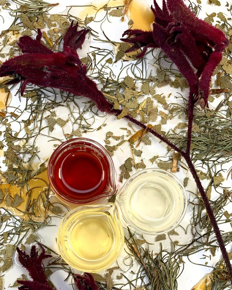 Dried and fresh kangaroo flowers surround three beakers of the NATIVE EXTRACTS Kangaroo Paw Cellular Extract