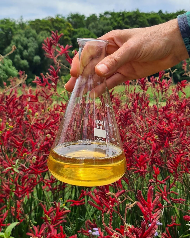 Close up ofNATIVE EXTRACTS KAnagroo Paw Cellular Extract in a beaker with bright red kangaroo paw flowers growing