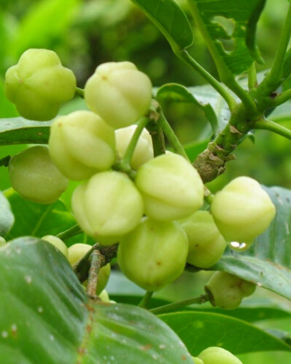 The Lemon Aspen plant, also know as ‘Rainforest Lemon’.