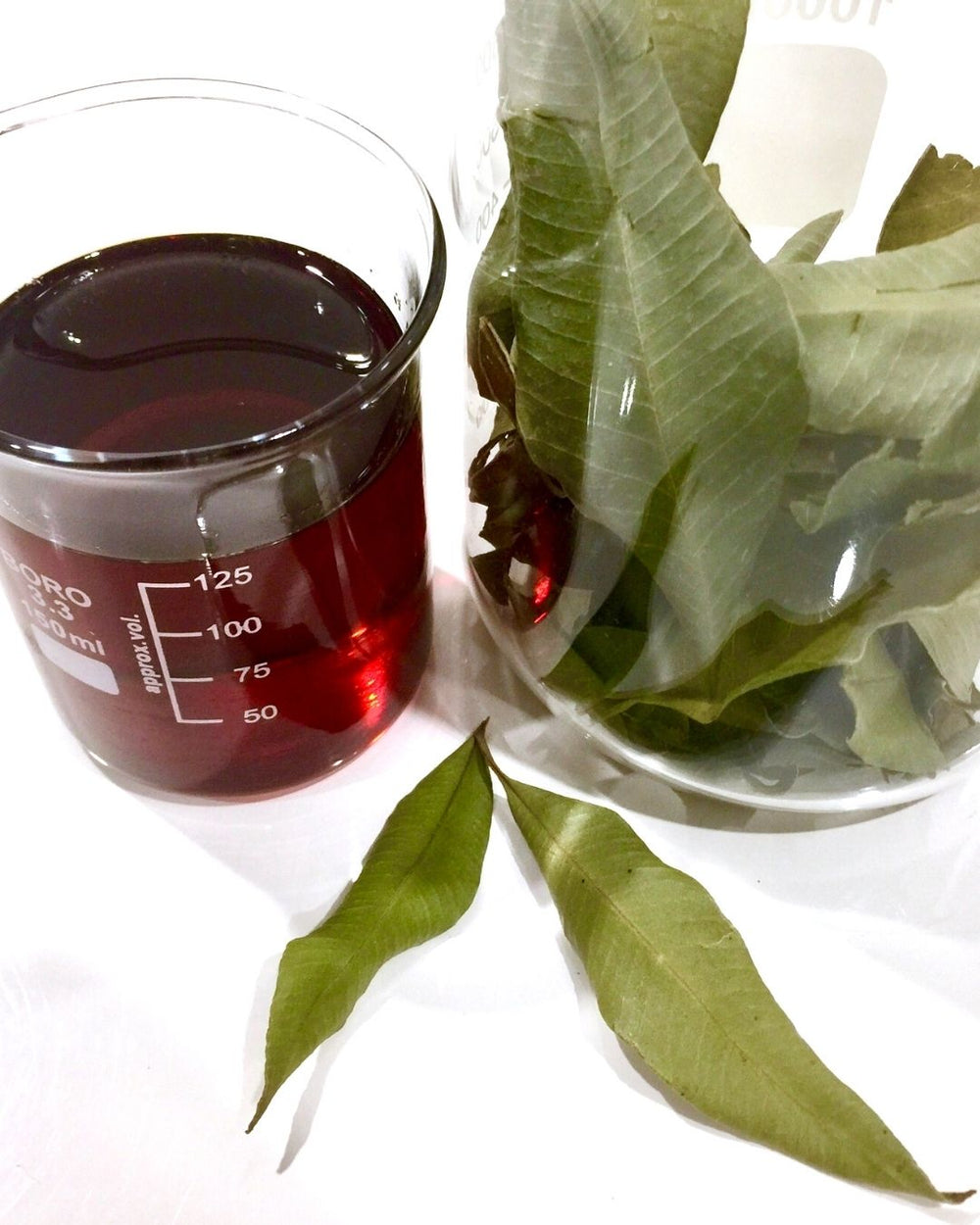 Lemon Myrtle Cellular Extract – NATIVE EXTRACTS