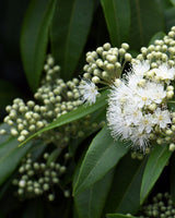 Lemon Myrtle Cellular Extract