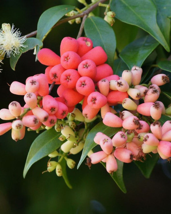 The Lilli Pilli-Riberry plant (Syzygium luehmannii), which flowers of varying shades of pink is used to create the Native Extracts Lilli Pilli Riberry Cellular Extract.