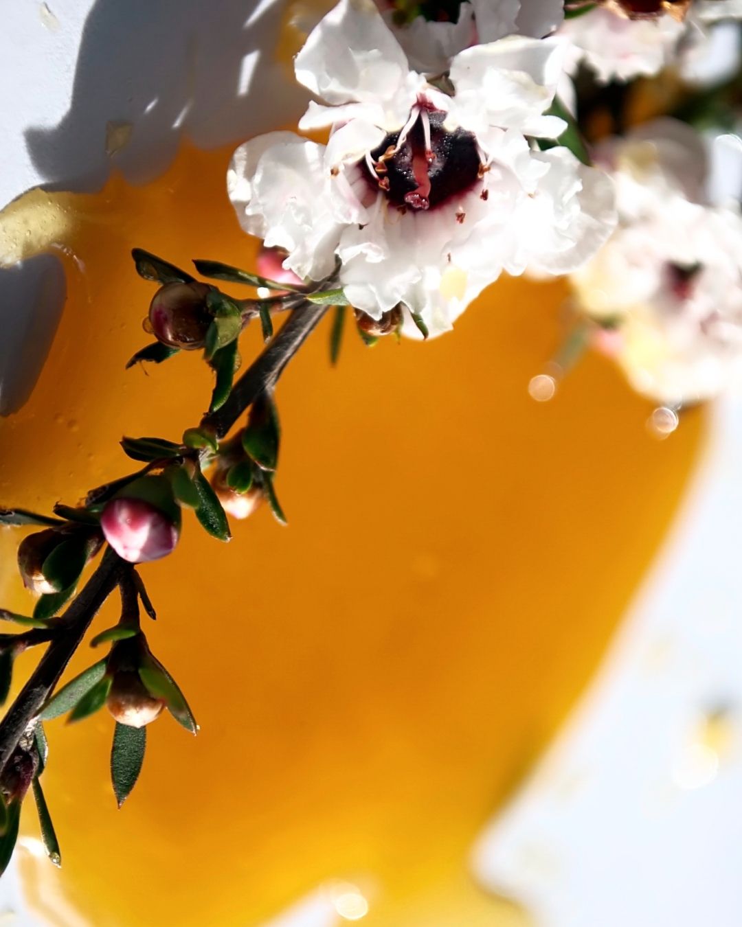 Traditional Plant Extracts – NATIVE EXTRACTS