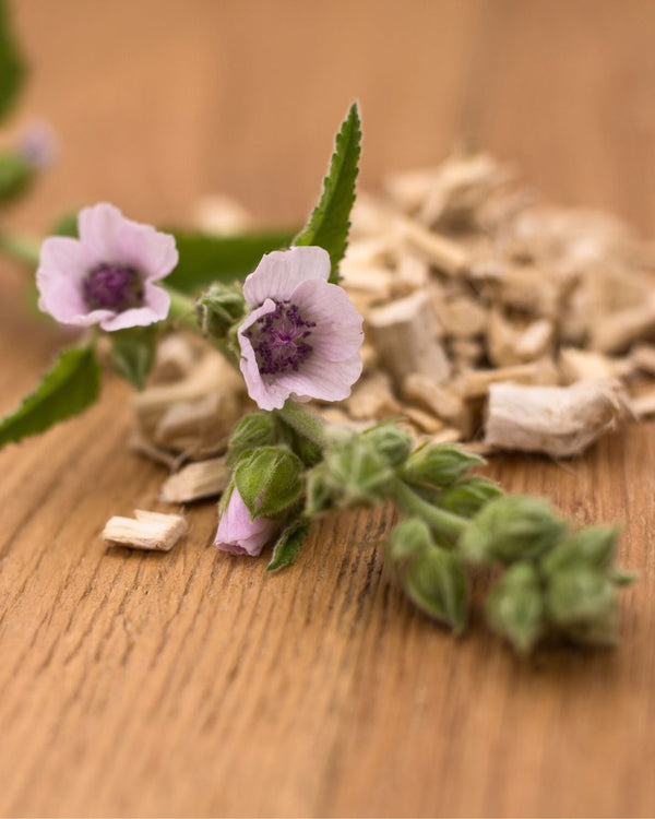 The Marshmallow flower (Althaea officinalis), used to make Marshmallow Cellular Extract.