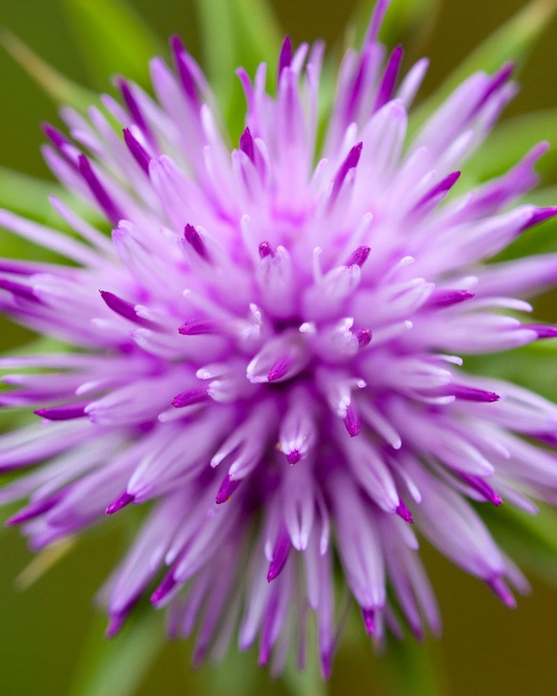 Milk Thistle Cellular Extract